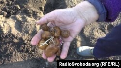 Місцева пенсіонерка саджає картоплю на своєму городі