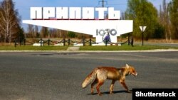 Семерак зазначив, що половина відвідувачів «зони відчуження» – іноземці